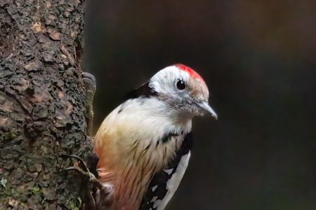 Aventure ornithologique au parc des oiseaux de Villars les Dombes