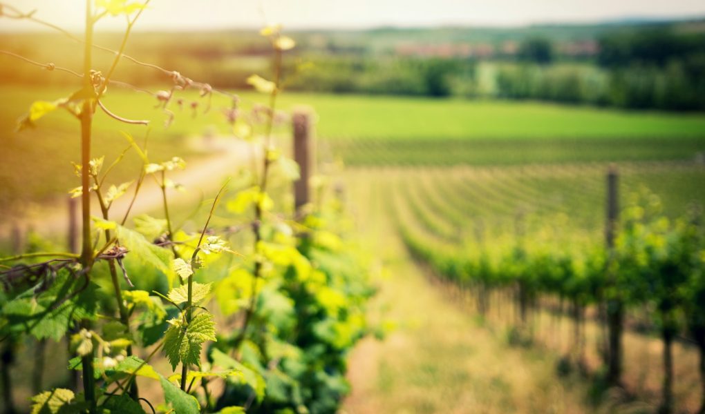 le vins de bugey