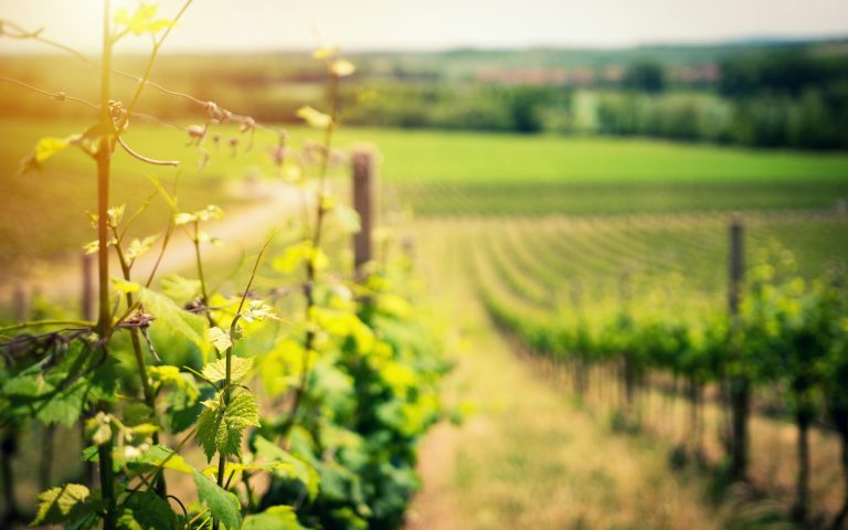 le vins de bugey